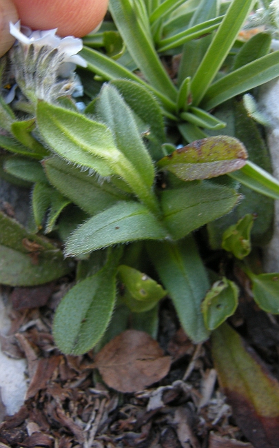 Myosotis sp.